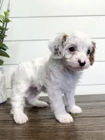Bingo, a male Cavapoo for sale in Goshen, IN – Photo 1 of 10