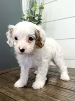 Bingo, a male Cavapoo for sale in Goshen, IN – Photo 8 of 10