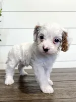 Bingo, a male Cavapoo for sale in Goshen, IN – Photo 6 of 10