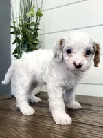 Bingo, a male Cavapoo for sale in Goshen, IN – Photo 10 of 10