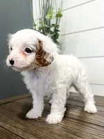 Bingo, a male Cavapoo for sale in Goshen, IN – Photo 3 of 10