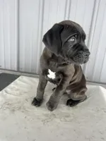 Blackie , a male Cane Corso for sale in Goshen, IN – Photo 7 of 8