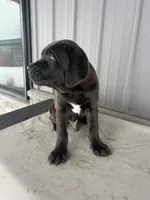 Blackie , a male Cane Corso for sale in Goshen, IN – Photo 8 of 8
