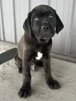 Blackie , a male Cane Corso for sale in Goshen, IN – Photo 3 of 8
