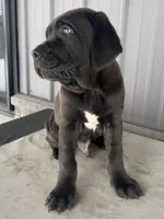 Blackie , a male Cane Corso for sale in Goshen, IN – Photo 2 of 8