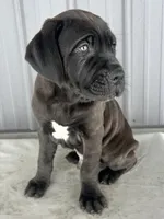 Blackie , a male Cane Corso for sale in Goshen, IN – Photo 1 of 8