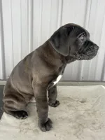 Blackie , a male Cane Corso for sale in Goshen, IN – Photo 6 of 8