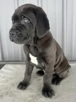 Blackie , a male Cane Corso for sale in Goshen, IN – Photo 4 of 8