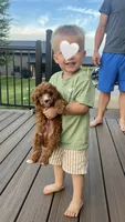 Brownie, a male Cavapoo for sale in Goshen, IN – 7 of 8