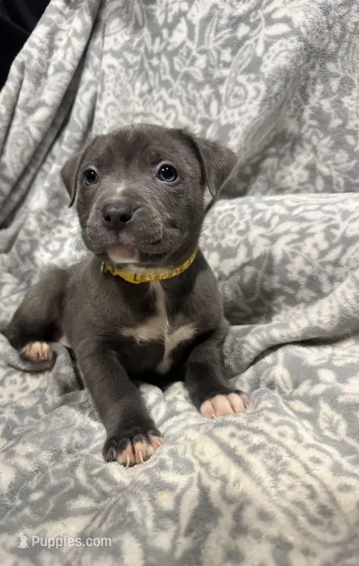 Simba – American Staffordshire Terrier puppy for sale in Salem, MA