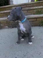 Izzy, a female American Staffordshire Terrier for sale in Salem, MA – Photo 2 of 3