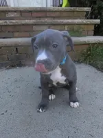 Izzy, a female American Staffordshire Terrier for sale in Salem, MA – Photo 3 of 3