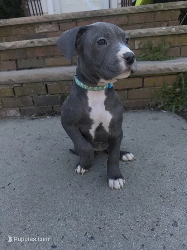 Izzy – American Staffordshire Terrier puppy for sale in Salem, MA