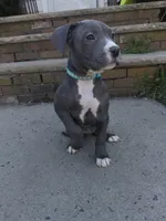 Izzy, a female American Staffordshire Terrier for sale in Salem, MA – Photo 1 of 3