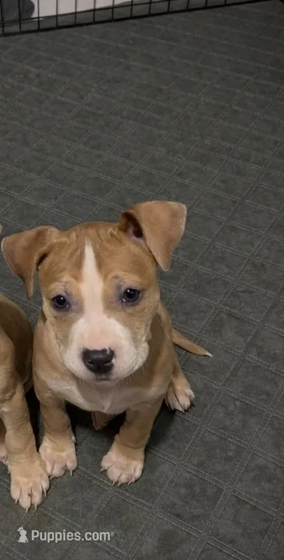 Coco – American Staffordshire Terrier puppy for sale in Salem, MA