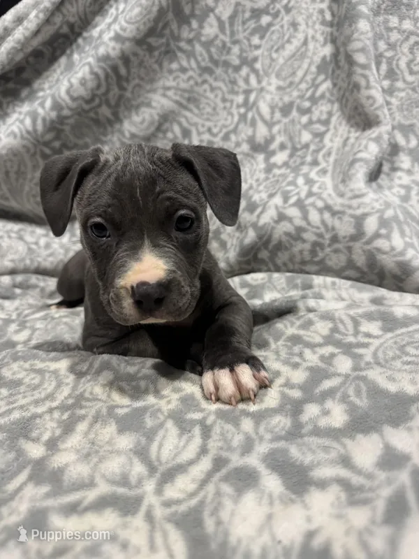 Izzy – American Staffordshire Terrier puppy for sale in Salem, MA