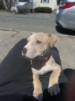 Chanel, a female American Staffordshire Terrier for sale in Salem, MA – Photo 2 of 3