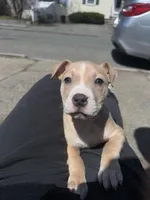 Chanel, a female American Staffordshire Terrier for sale in Salem, MA – Photo 3 of 3