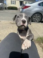 Princess, a female American Staffordshire Terrier for sale in Salem, MA – Photo 2 of 3