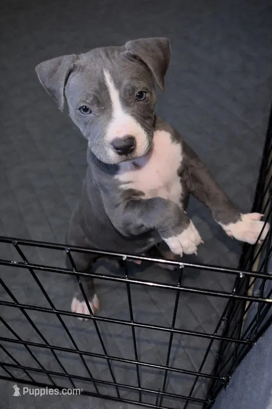 Princess – American Staffordshire Terrier puppy for sale in Salem, MA