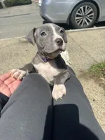 Princess, a female American Staffordshire Terrier for sale in Salem, MA – Photo 3 of 3