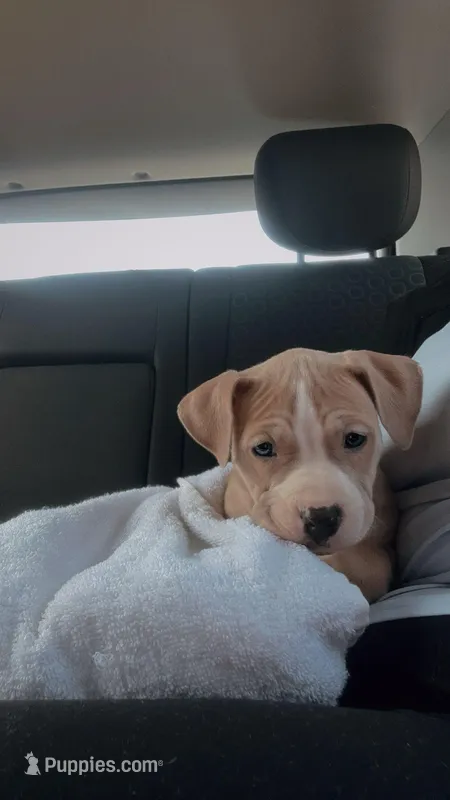 Coco – American Staffordshire Terrier puppy for sale in Salem, MA