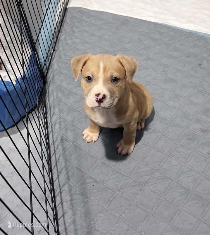 King – American Staffordshire Terrier puppy for sale in Salem, MA