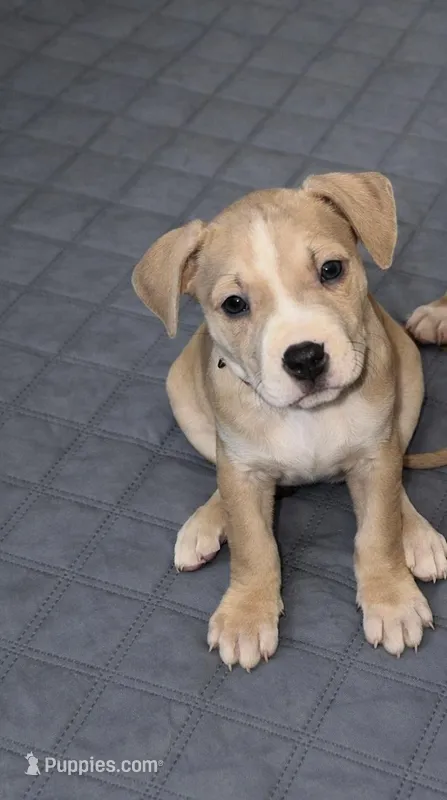 Chanel – American Staffordshire Terrier puppy for sale in Salem, MA