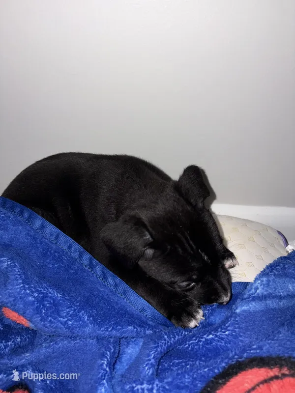 Starr – German Shepherd Dog, American Pit Bull Terrier puppy for sale in Dover, DE