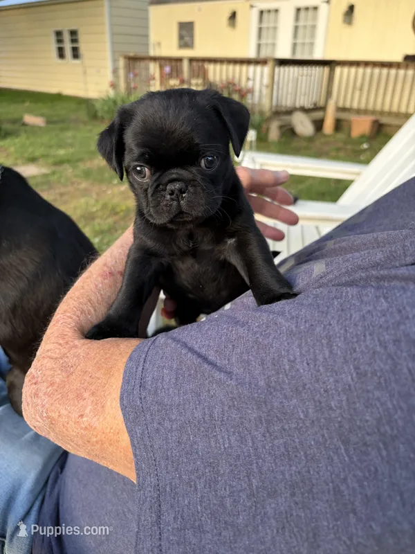Toby, a male Pug for sale in Cumberland, VA – Photo 1 of 1
