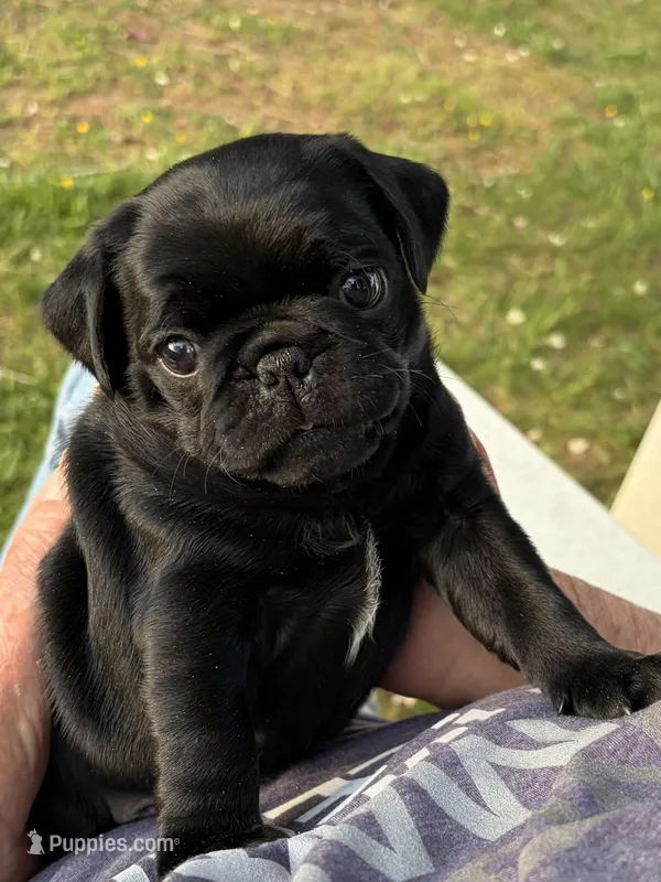 Buck – Pug puppy for sale in Cumberland, VA