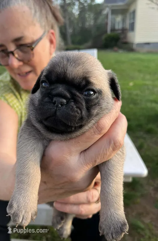 Reno, a male Pug for sale in Cumberland, VA – Photo 1 of 2