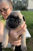 Reno, a male Pug for sale in Cumberland, VA – Photo 1 of 2
