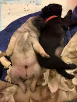 Reno, a male Pug for sale in Cumberland, VA – Photo 2 of 2