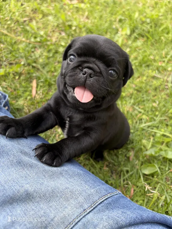 Parker – Pug puppy for sale in Cumberland, VA