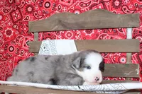 Midland ASDR Minatare Australian Shepherd, a male Miniature Australian Shepherd for sale in Royse City, TX – 9 of 10