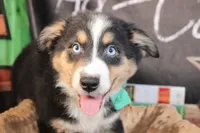 Brooks AKC , a male Australian Shepherd for sale in Royse City, TX – 2 of 9