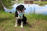 Bluff ASCA/AKC/ASDR, Puppy Pre-K Graduate, a female Australian Shepherd for sale in Royse City, TX – 7 of 8