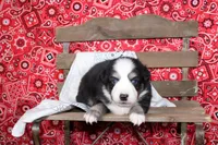Lubbock ASDR Minatare Australian Shepherd, a male Miniature Australian Shepherd for sale in Royse City, TX – 7 of 8