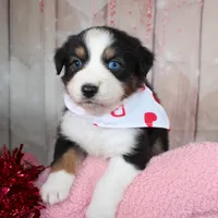 Stride, a male Australian Shepherd for sale in Royse City, TX – Photo 1 of 8