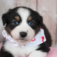 Stride, a male Australian Shepherd for sale in Royse City, TX – Photo 3 of 8