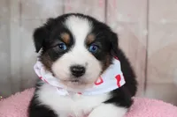 Stride, a male Australian Shepherd for sale in Royse City, TX – Photo 3 of 8