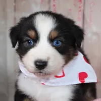 Stride, a male Australian Shepherd for sale in Royse City, TX – Photo 4 of 8
