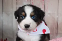 Stride, a male Australian Shepherd for sale in Royse City, TX – Photo 4 of 8