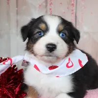Stride, a male Australian Shepherd for sale in Royse City, TX – Photo 5 of 8