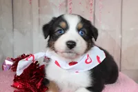 Stride, a male Australian Shepherd for sale in Royse City, TX – Photo 5 of 8