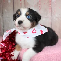 Stride, a male Australian Shepherd for sale in Royse City, TX – Photo 6 of 8