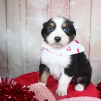 Stride, a male Australian Shepherd for sale in Royse City, TX – Photo 8 of 8