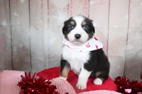 Stride, a male Australian Shepherd for sale in Royse City, TX – Photo 8 of 8