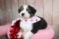 Stride, a male Australian Shepherd for sale in Royse City, TX – Photo 2 of 8